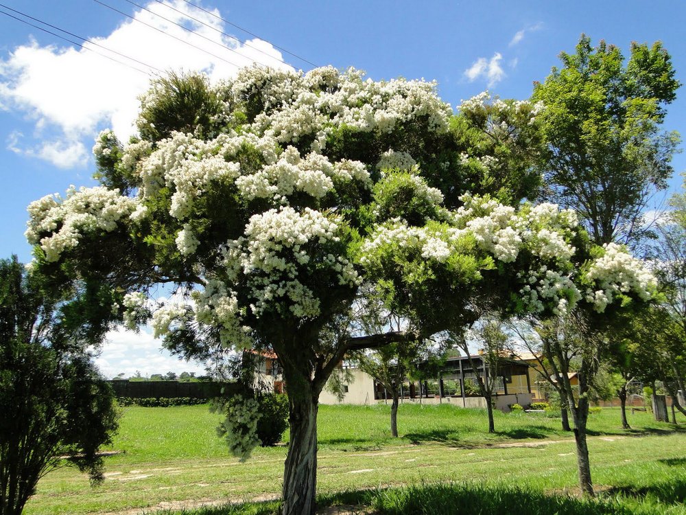 Melaleuca - Árvore Melaleuca
